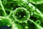 ویروس تبخال در مبتلا شدن به آلزایمر نقش دارد